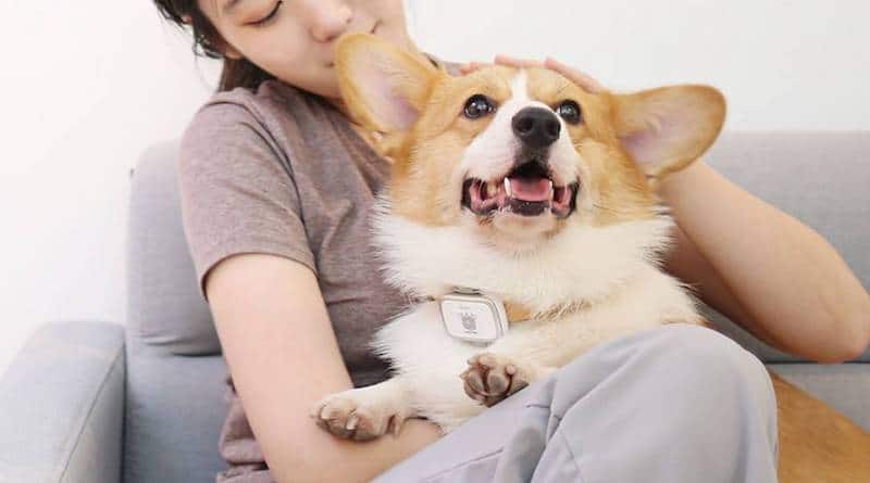 Xiaomi създаде смарт нашийник за кучета